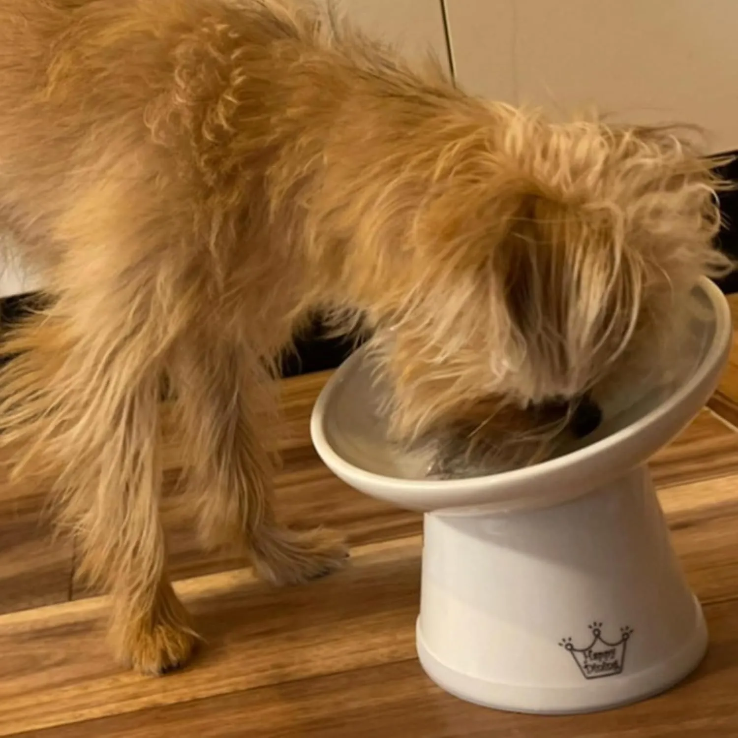 Necoichi Raised Dog Food Bowl, Elevated, for Dogs and Cats, Pets Feeding Feeder Non-Slip for Small Dogs Dishwasher and Microwave Safe, No.1 Seller in Japan! (Dog, Extra Wide Tilted)