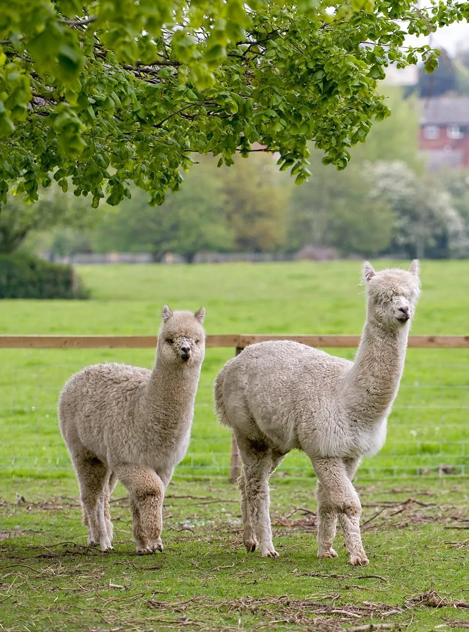 Warrior Alpaca Socks - Unisex High Performance Cross Trainer Athletic Alpaca Socks