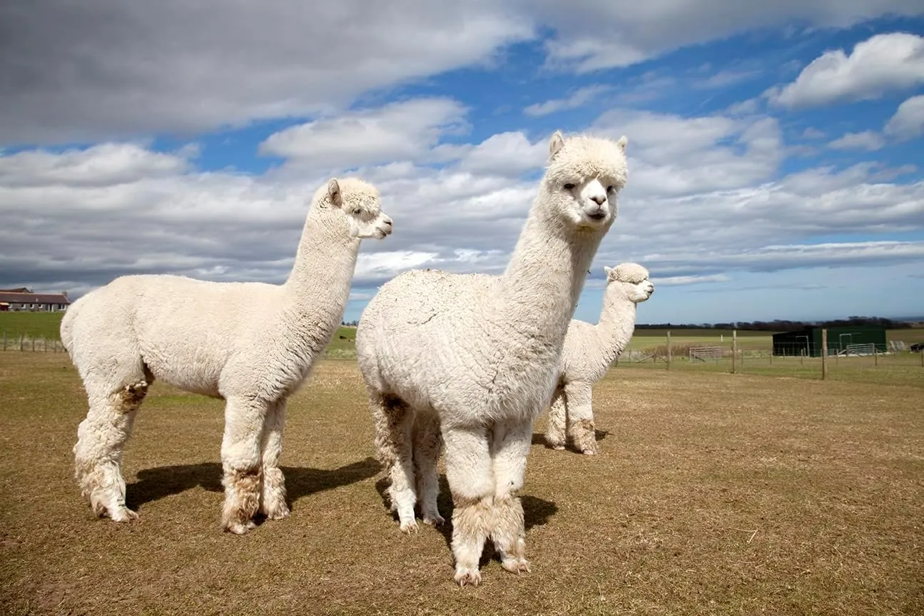 Warrior Alpaca Socks - Unisex High Performance Cross Trainer Athletic Alpaca Socks